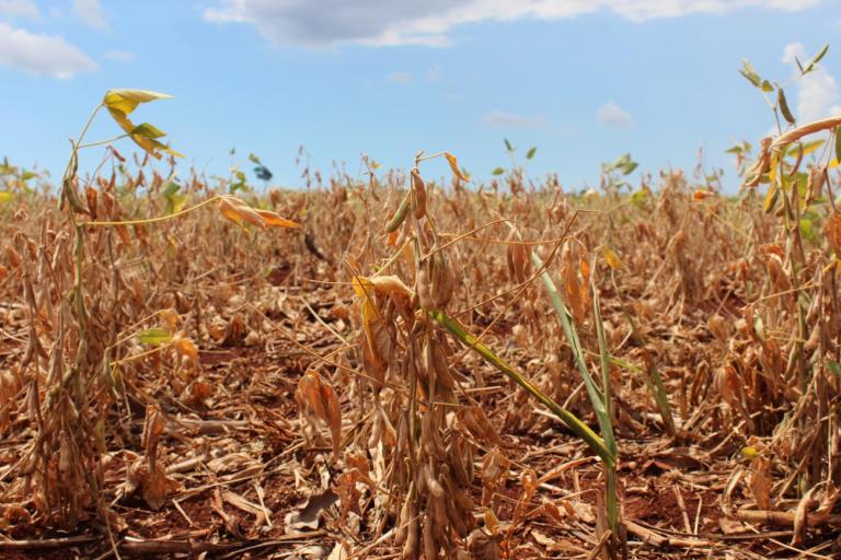 Impacto da seca na safra 2021/2022 de soja foi de R$ 72 bilhões