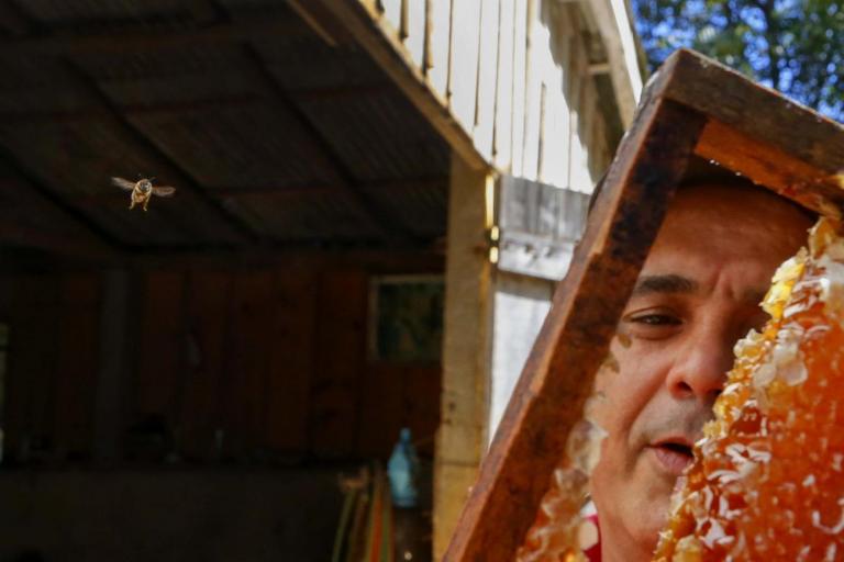 Paraná se mantém na liderança nacional da produção de mel, aponta boletim