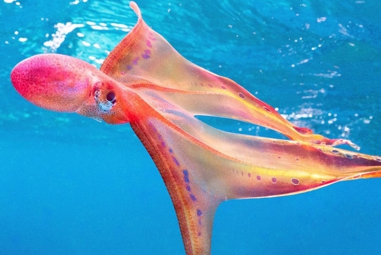 Espécie extremamente rara de polvo é vista por bióloga na Austrália