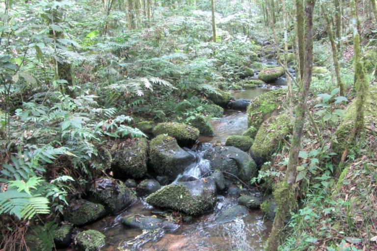 Com 315 Reservas Particulares do Patrimônio Natural, Paraná é referência em conservação