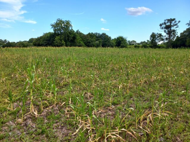 Seca causa prejuízo de R$ 45 bilhões para o agro em quatro Estados