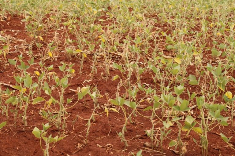 Mercedes adere a decreto estadual e declara situação de emergência devido à estiagem