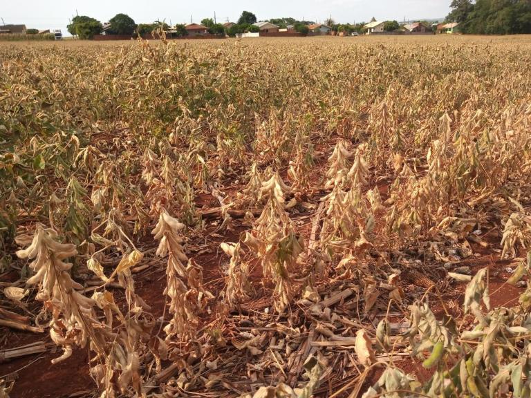 Decreto concede desconto no crédito rural de agricultores familiares da região Sul e MS