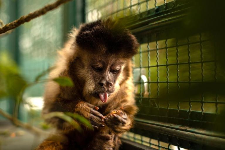 Morre macaco-prego que motivou iniciativas pró-fauna do Governo do Paraná