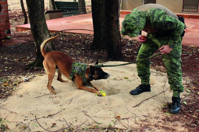 Cão do BPFron é certificado perito na localização de entorpecentes