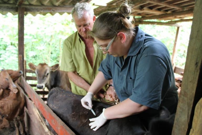 Abertas inscrições para vacinação contra brucelose em Mercedes