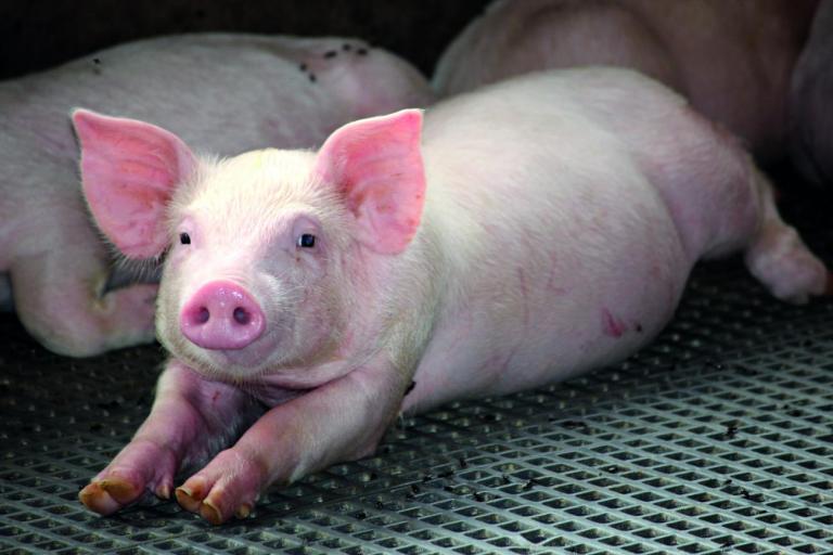 Suinocultores independentes de Marechal Rondon incorporam medidas para diminuir produção