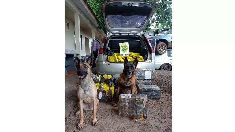 208 quilos de maconha são encontrados em Santa Helena