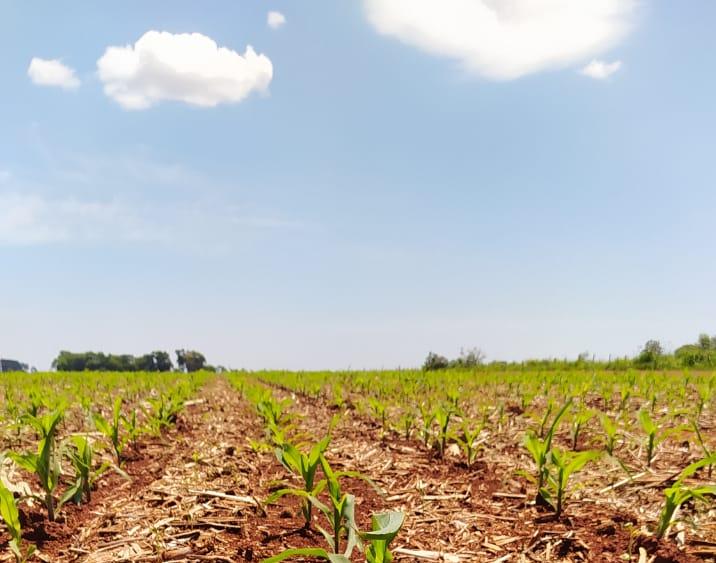 Temperaturas oscilam entre 23°C e 33°C neste sábado em Marechal Rondon
