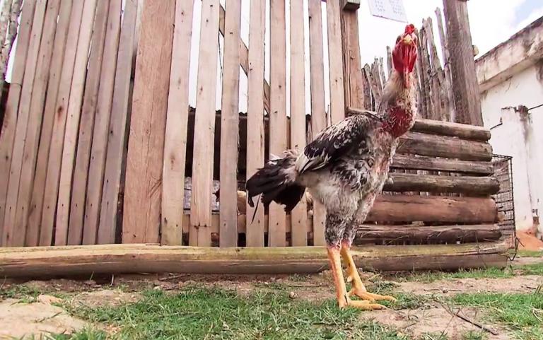 Raça de galinha “índio gigante” tem espaço para crescer no Paraná, aponta Instituto de Desenvolvimento Rural