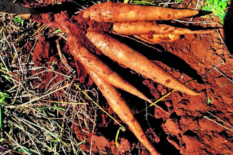 IDR-Paraná apresenta mandioca Paraguainha no Show Rural de Cascavel