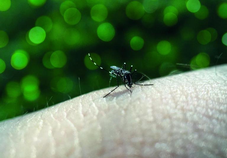 Marechal Rondon é o município com mais casos de dengue na 20ª Regional