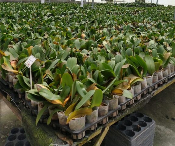 Ministério da Agricultura impede entrada de orquídeas com praga no Brasil