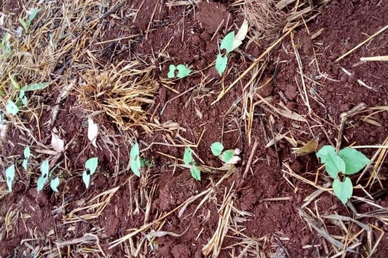 Estado entrega 400 quilos de sementes certificadas de feijão a agricultores da região central