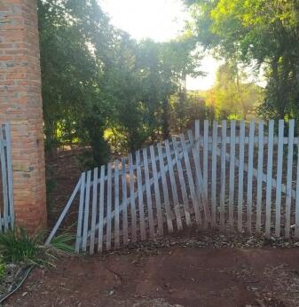 Bois são abatidos clandestinamente em propriedade rural de Mercedes