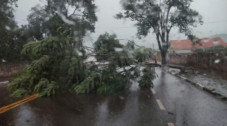 Forte chuva causa queda de árvores em Toledo