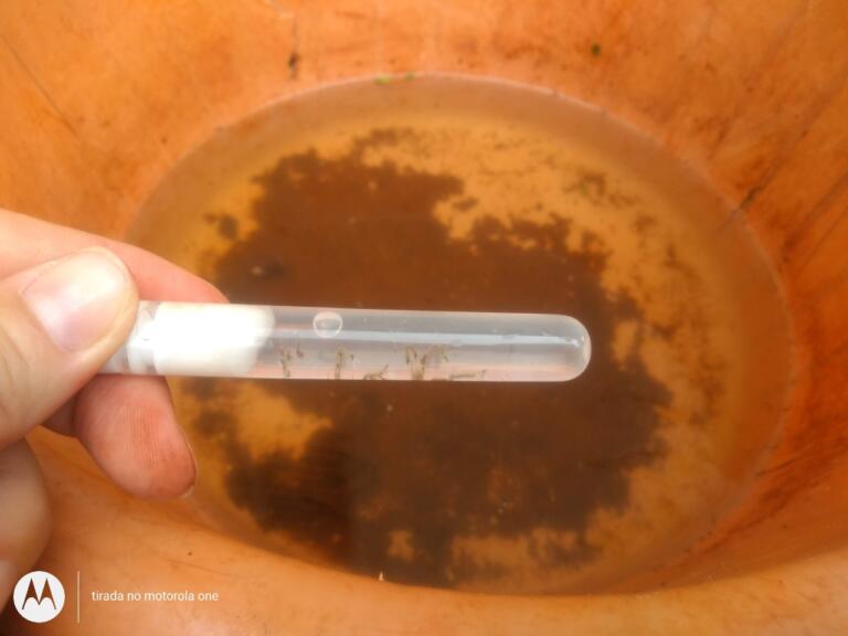 Secretaria de Estado da Saúde divulga morte por dengue em Marechal Rondon