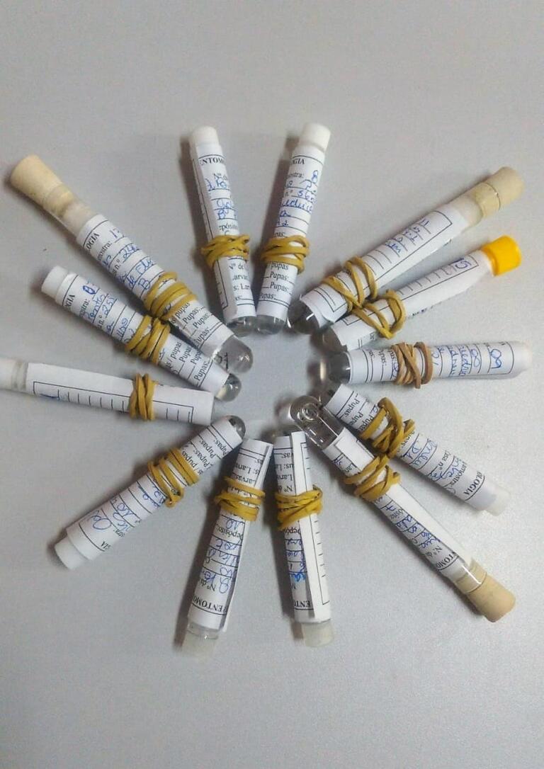 Índice de incidência de focos do mosquito da dengue sobe para 3,2% em Quatro Pontes, aponta LIA