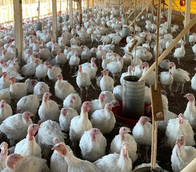 Multinacional oferece 350 vagas de emprego em produção de perus na região