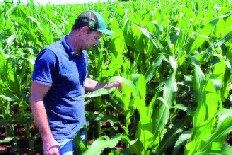 Safrinha tem tudo para escapar das geadas em Marechal Rondon e região