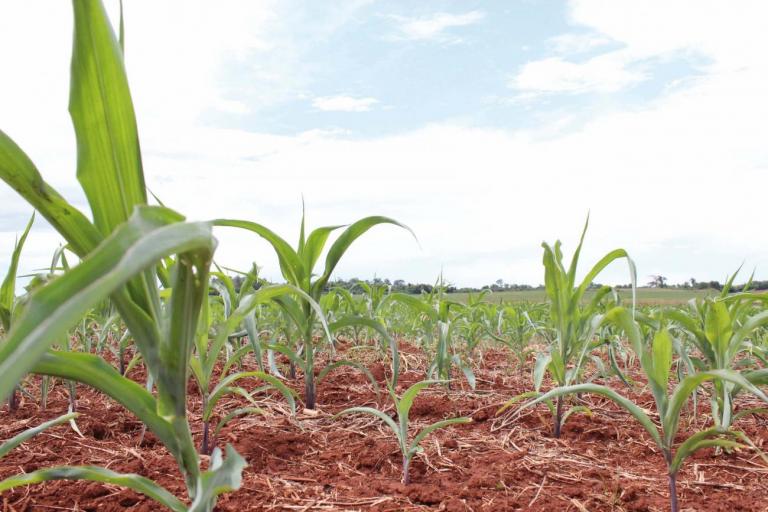 Frustração da safra faz agricultores de Marechal Rondon e região repensar contratos de arrendamento