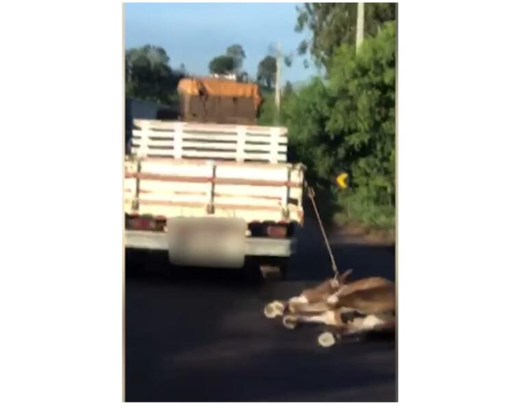 Homem é detido após ser flagrado arrastando cavalo com caminhonete na BR-163