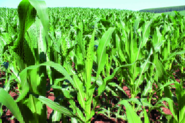 Excesso de chuva derruba em até 30% produtividade no PR: entenda os efeitos das mudanças climáticas na agricultura