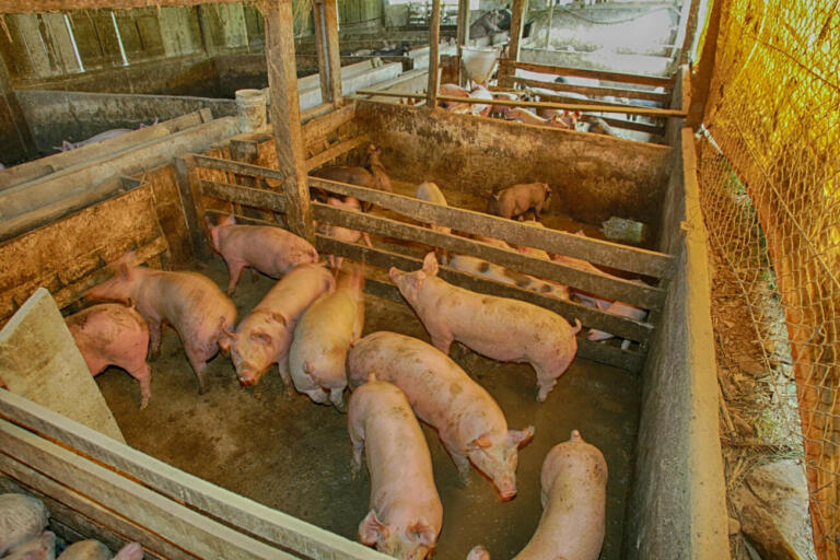 Destinação final de carcaças de suínos deve seguir padrões para a preservação do meio ambiente