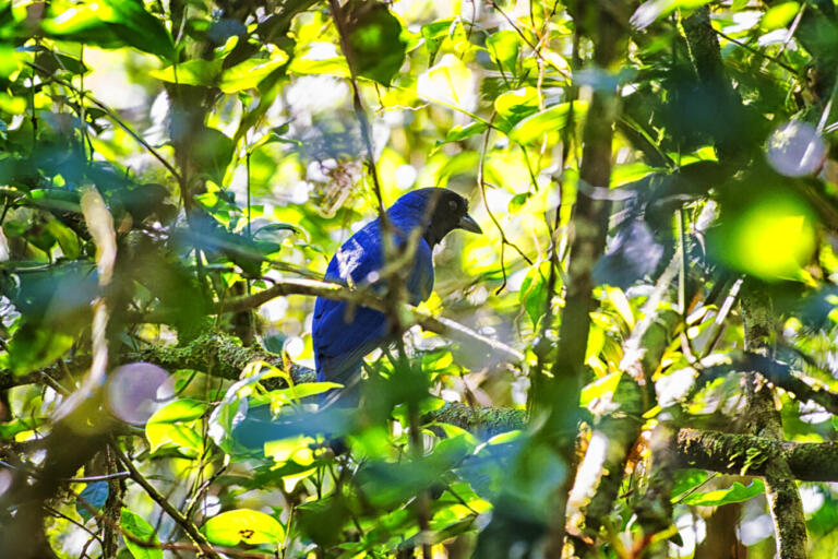 IAT apresenta projeto para ampliação da área de preservação no Parque Estadual do Rio da Onça
