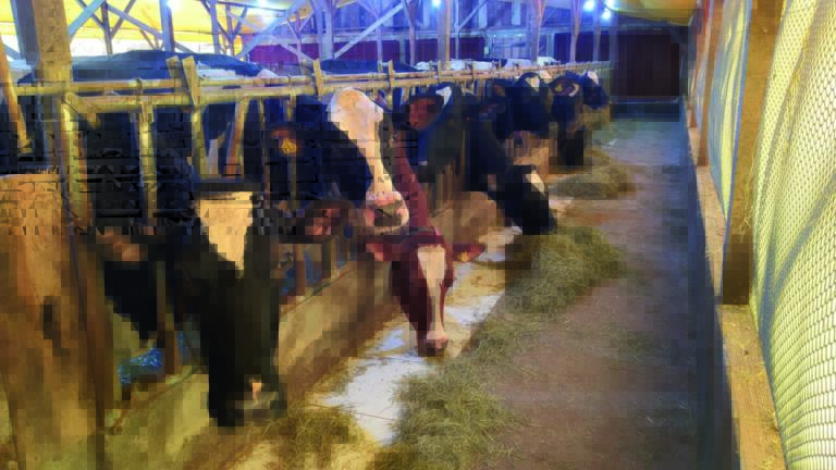 Adapar inicia busca ativa de produtores do Paraná que não concluíram cadastro obrigatório de rebanhos