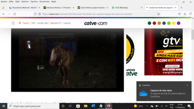 Cavalo fica ferido em suposto ataque de onça em Cascavel