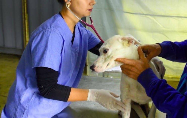 Marechal Rondon será contemplado com o CastraPet Paraná