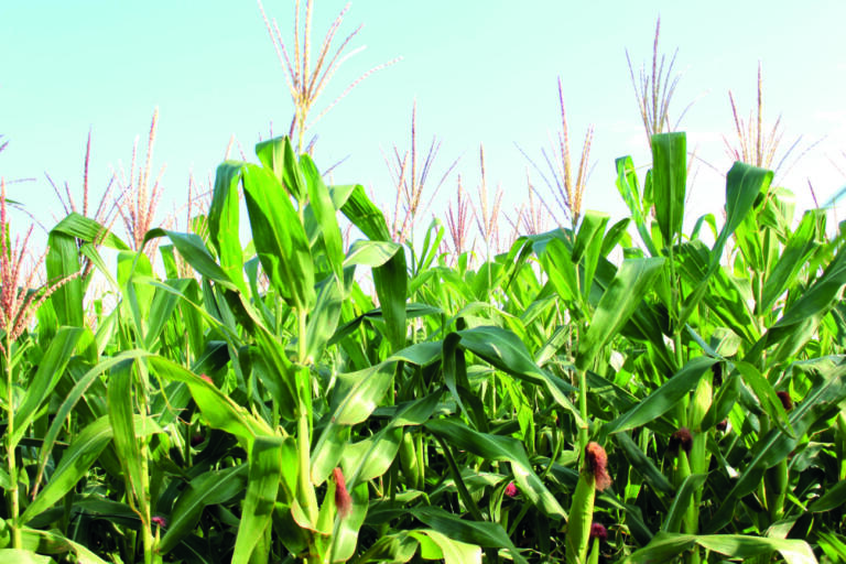 Expectativas de produção de milho na região superam safrinhas anteriores