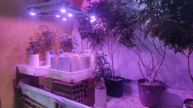 Homem é preso na região por manter laboratório para produção de maconha em casa