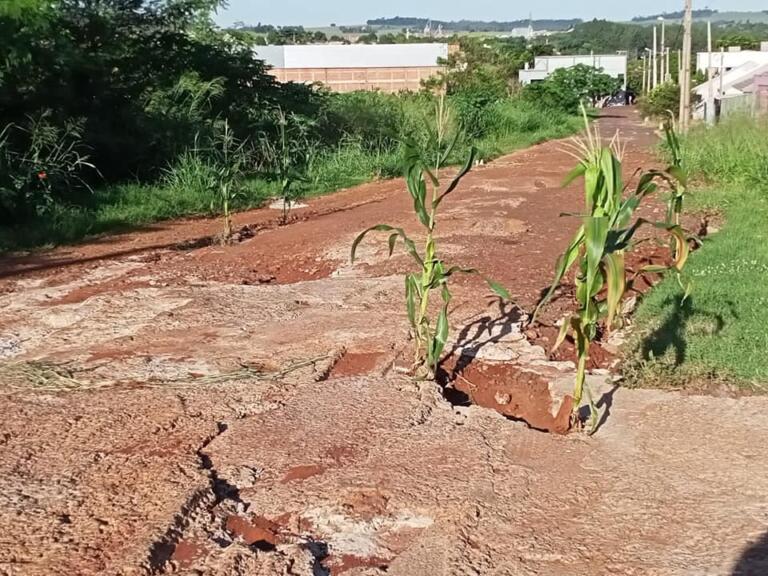 Moradores do Bairro São Lucas plantam milho em trecho de rua sem pavimento; veja a posição da prefeitura