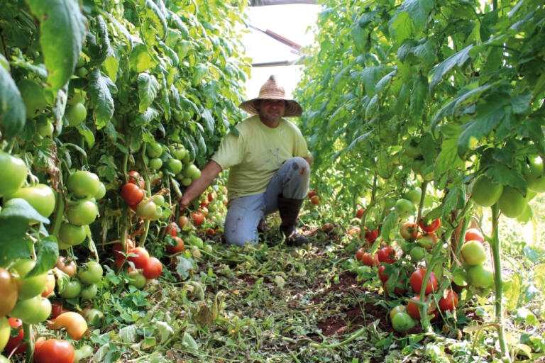 Marechal Rondon tem 38 produtores orgânicos