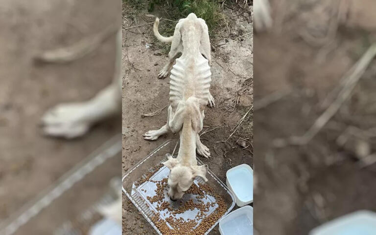 Homem é preso por suspeita de maus-tratos contra cães encontrados em estado de desnutrição extrema