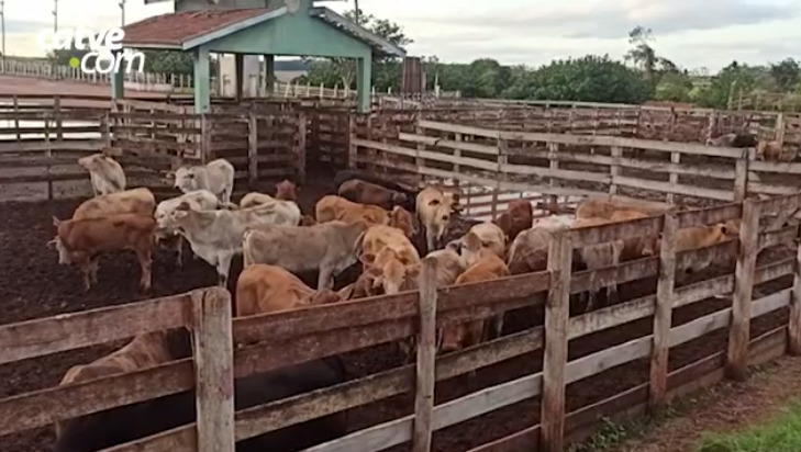 PM de Toledo recupera 31 cabeças de gado furtadas em outro município