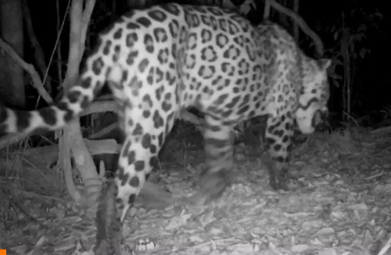Onça é flagrada por câmera após dois anos sem ser vista no Parque Nacional do Iguaçu: “sobreviveu aquela fase mais difícil”
