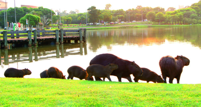 Apesar da quantidade expressiva, Lago Municipal não enfrenta problemas com superpopulação de animais