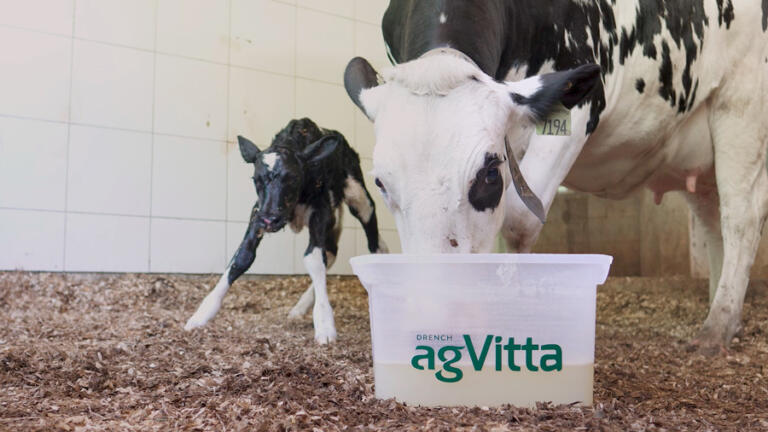 Agroceres Multimix lança drench de consumo voluntário e com tecnologia exclusiva para rápida absorção energética de vacas leiteiras na fase de pós-parto