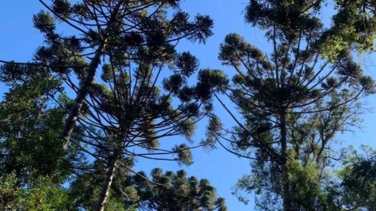 Viveiros do IAT produziram mais de meio milhão de mudas de araucária desde 2019