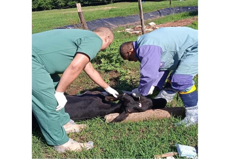 Após casos de raiva Adapar inicia fiscalização em propriedades de Terra Roxa