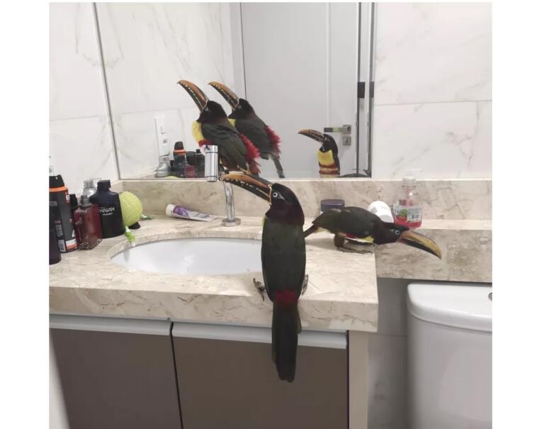 Três pássaros araçari-castanho entram em banheiro de prédio em Foz do Iguaçu: ‘Visita inusitada’