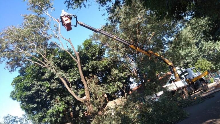 Trecho da Rua Minas Gerais é fechado devido à poda de árvores no entorno da Escola Jean Piaget