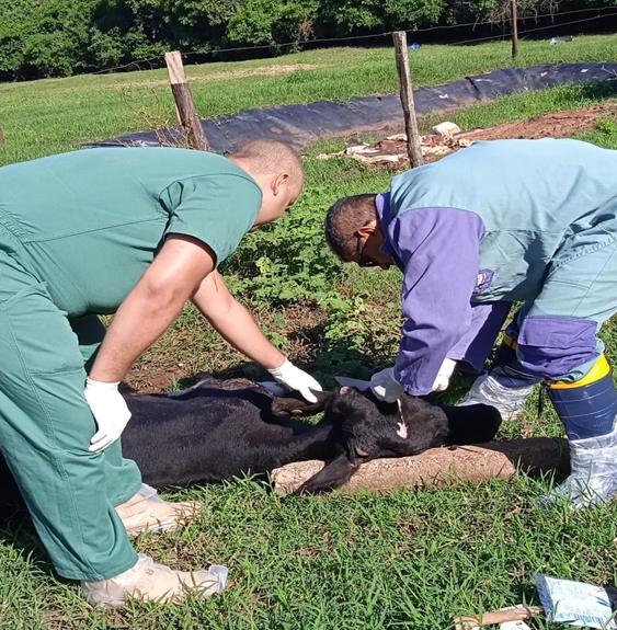 Adapar confirma mais dois casos de raiva dos herbívoros em Terra Roxa