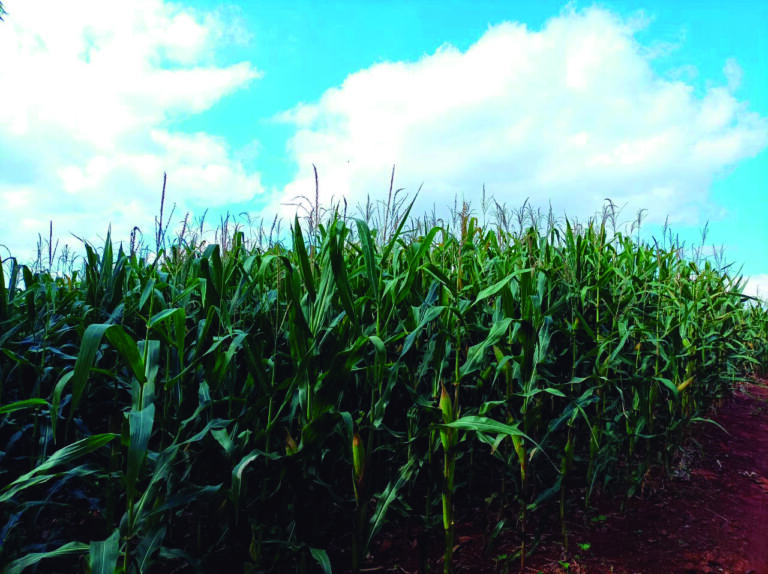 Risco de geada na próxima semana preocupa agricultores de Marechal Rondon e região