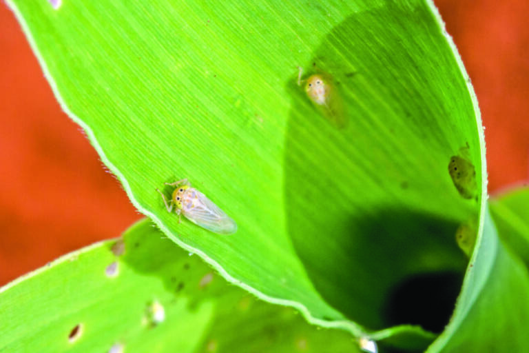 Pesquisas vão auxiliar no combate à cigarrinha-do-milho