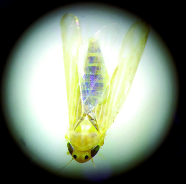 Cigarrinha e enfezamento do milho desafiam produtores; índice de infestação chega a 60% em Marechal Rondon