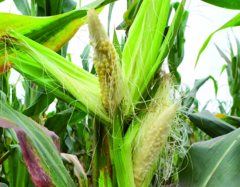 Severidade dos enfezamentos e da risca do milho se intensifica em lavouras de Marechal Rondon